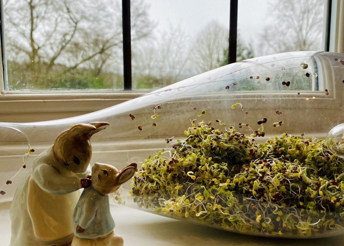 Broccoli sprouting…