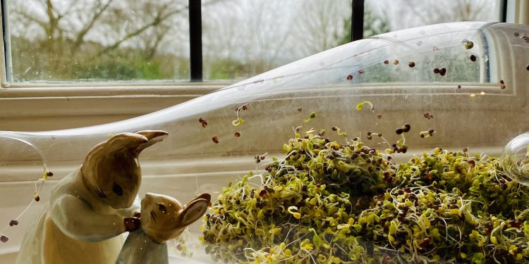 Broccoli sprouting…