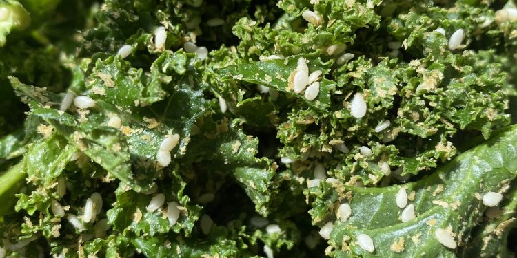Kale crisps