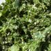 Kale crisps